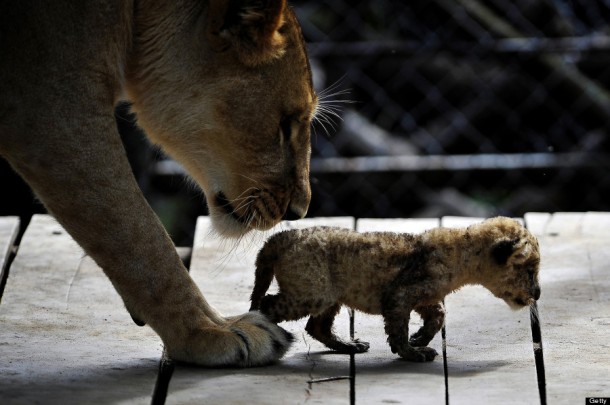 A lion cub walks next to its mother. Photo credit  LUIS ROBAYO/AFP/Getty Images)