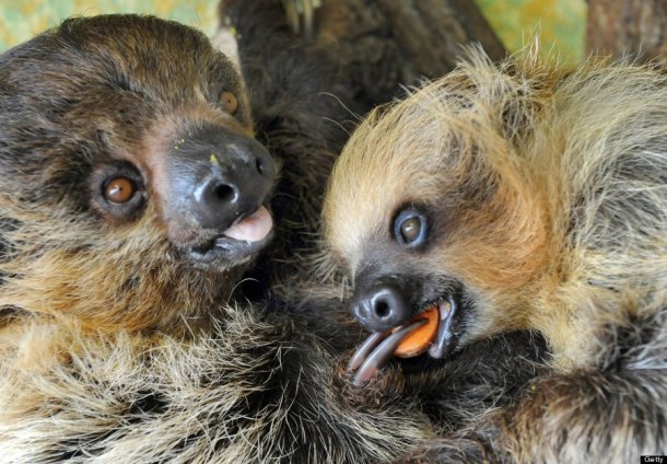Eight months old baby sloths.  (Photo credit WALTRAUD GRUBITZSCH/AFP/Getty Images)