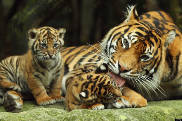 Tiger Triplets Debut At Taronga Zoo. 