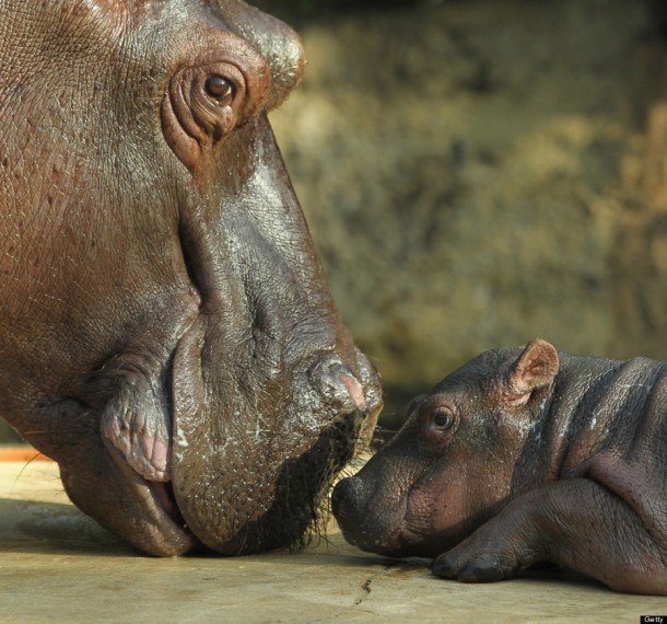 Baby Hippopotamus Presentation At Berlin Zoo. 