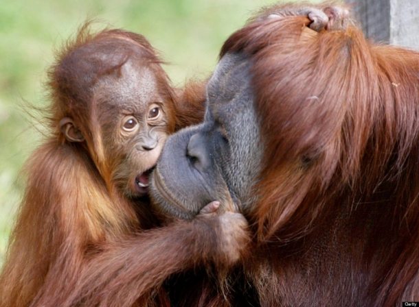 Orangutan love: Photo credit WILLIAM WEST/AFP/Getty Images