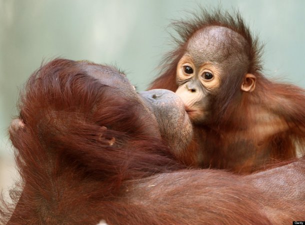 Orang-utan baby at Changi Zoo. (Photo credit ROLAND WEIHRAUCH/AFP/Getty Images)