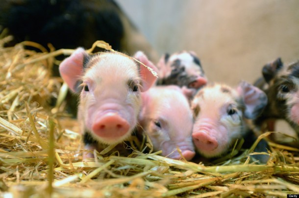 Newly born Kunekune piglets.  (Photo by Jeff J Mitchell/Getty Images)