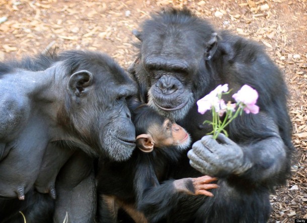 Chimpanzees At Monarto Zoo. (Photo by Dylan Coker/Newspix via Getty Images)