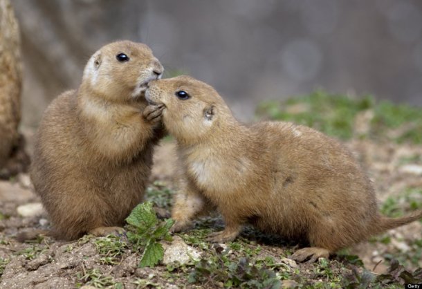 Two Black-Tailed Prairie Dog: Photo by: Universal Images Group via Getty Images