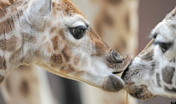 Germany Zoo Giraffe Baby. (AP Photo/Jens Meyer)
