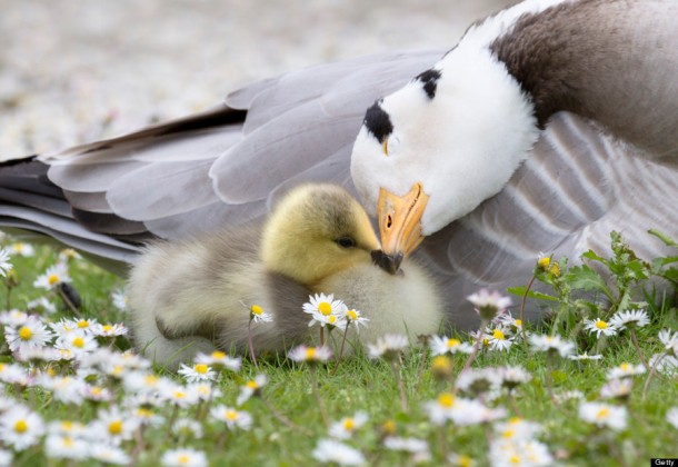 Bar-headed Goose with Chick ( Anser indicus )
