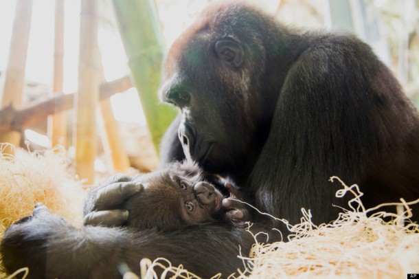 baby gorilla at Linkon Park Zoo (AP Photo/Courtesy the Lincoln Park Zoo, Todd Rosenberg)