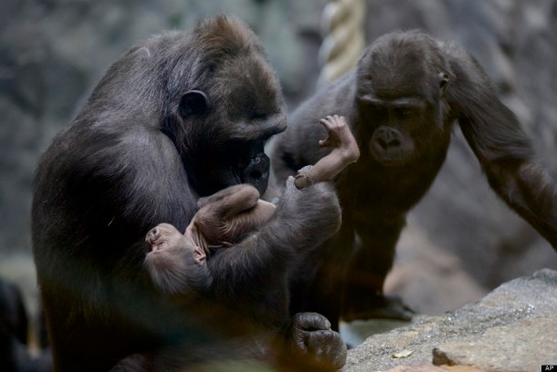Russian Gorilla: (AP Photo/Ivan Sekretarev)