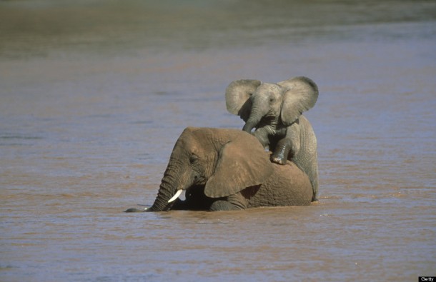 African Elephants Having Fun - Kenya